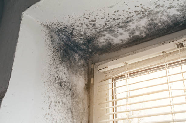 Affordable Attic Mold Removal solutions in Eldorado Springs, CO