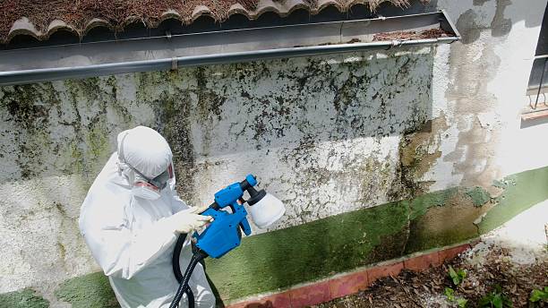 Top rated local Attic Mold Removal specialists in Eldorado Springs, CO